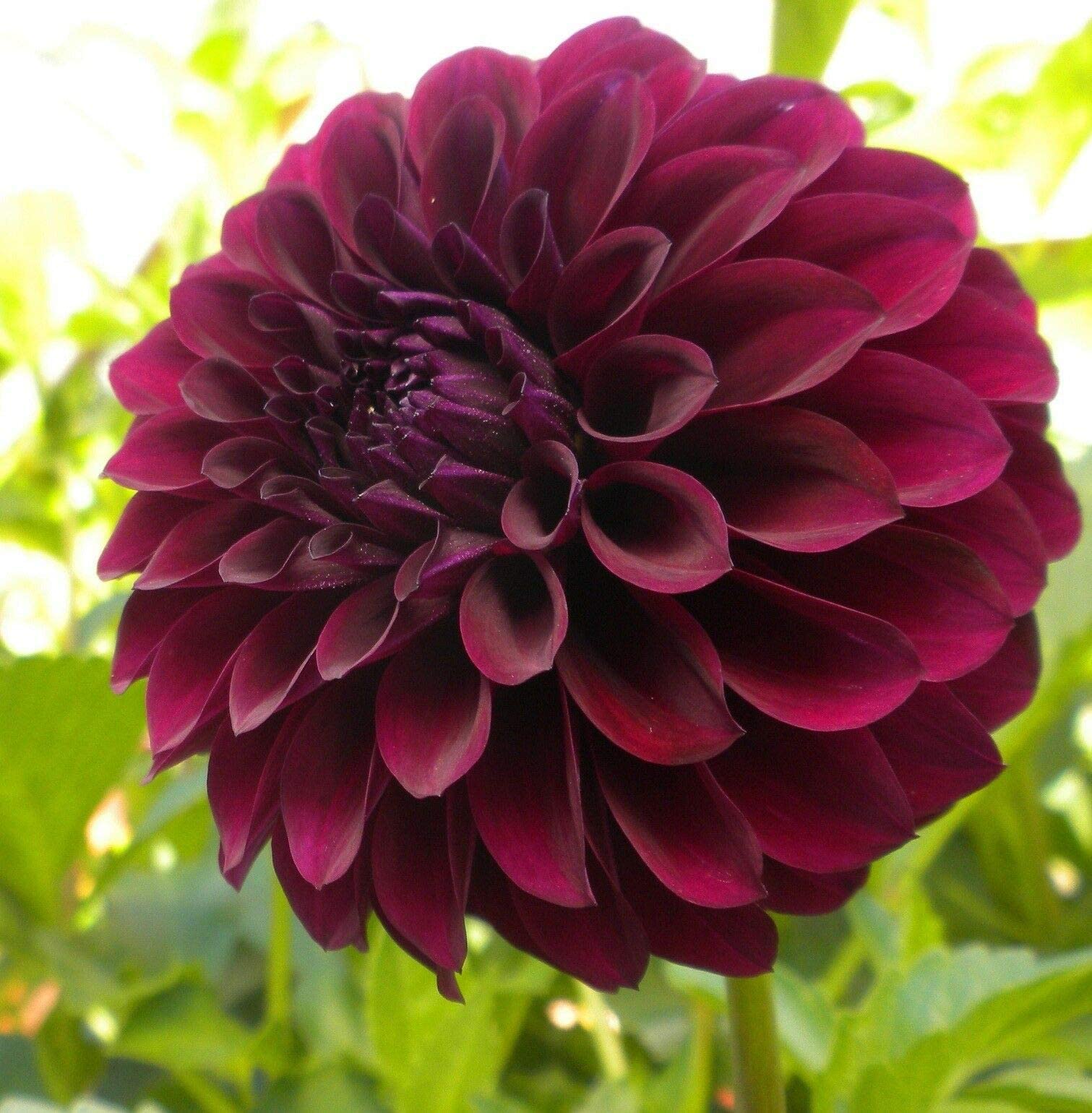 Black Dahlia seeds producing dramatic, deep burgundy-black layered blooms, ideal for bold floral arrangements and gothic-themed gardens